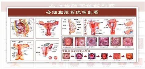 女性生殖器|女性生殖系统解剖图（建议收藏）